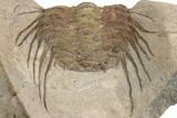 Spiny Selenopeltis Trilobite - Erfoud, Morocco #190986-5
